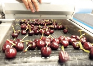 Lebensmittel Trocknungsanlage -Kirschen Oberflächentrocknung